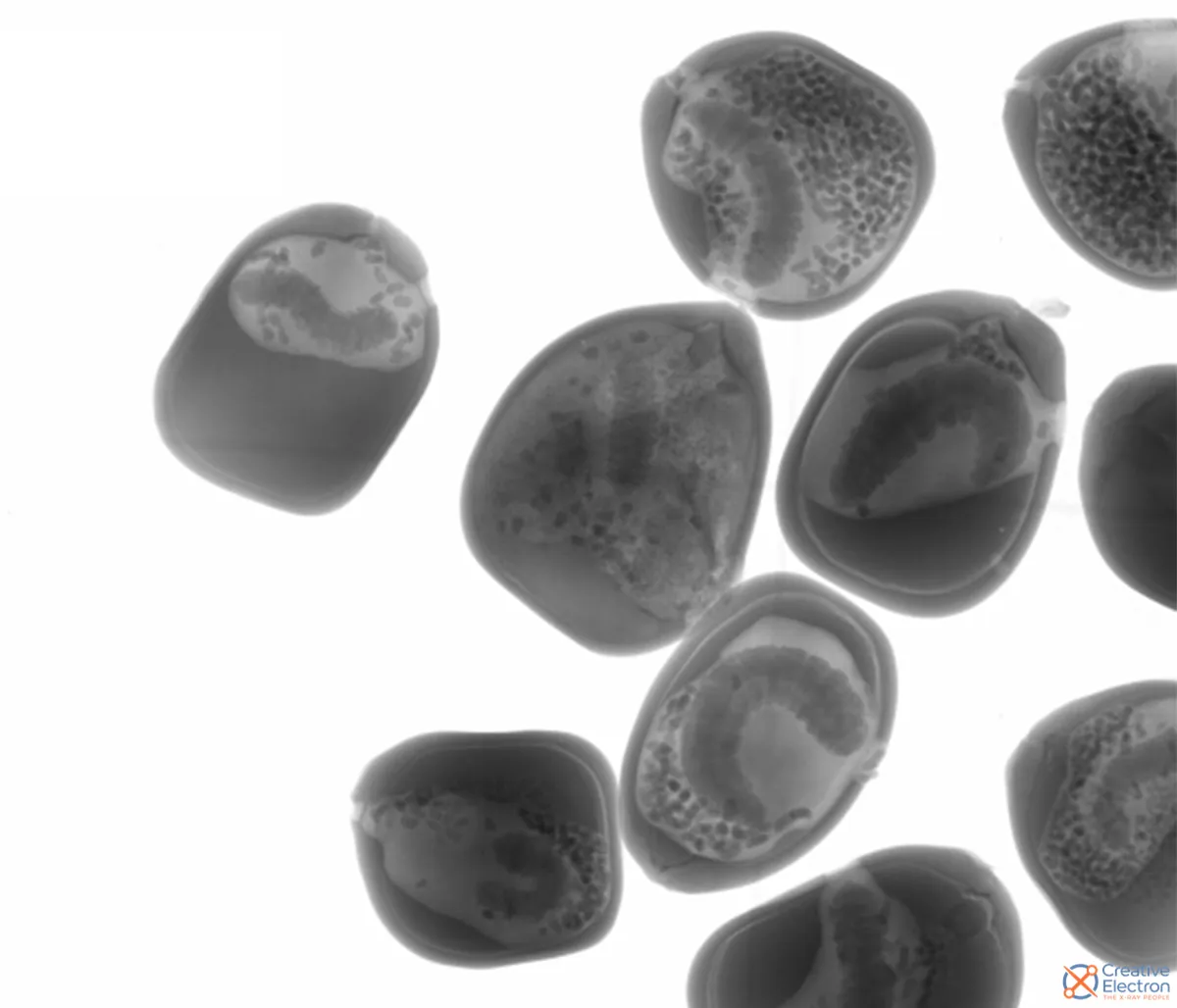 SampleInspection_Xray_Inspection