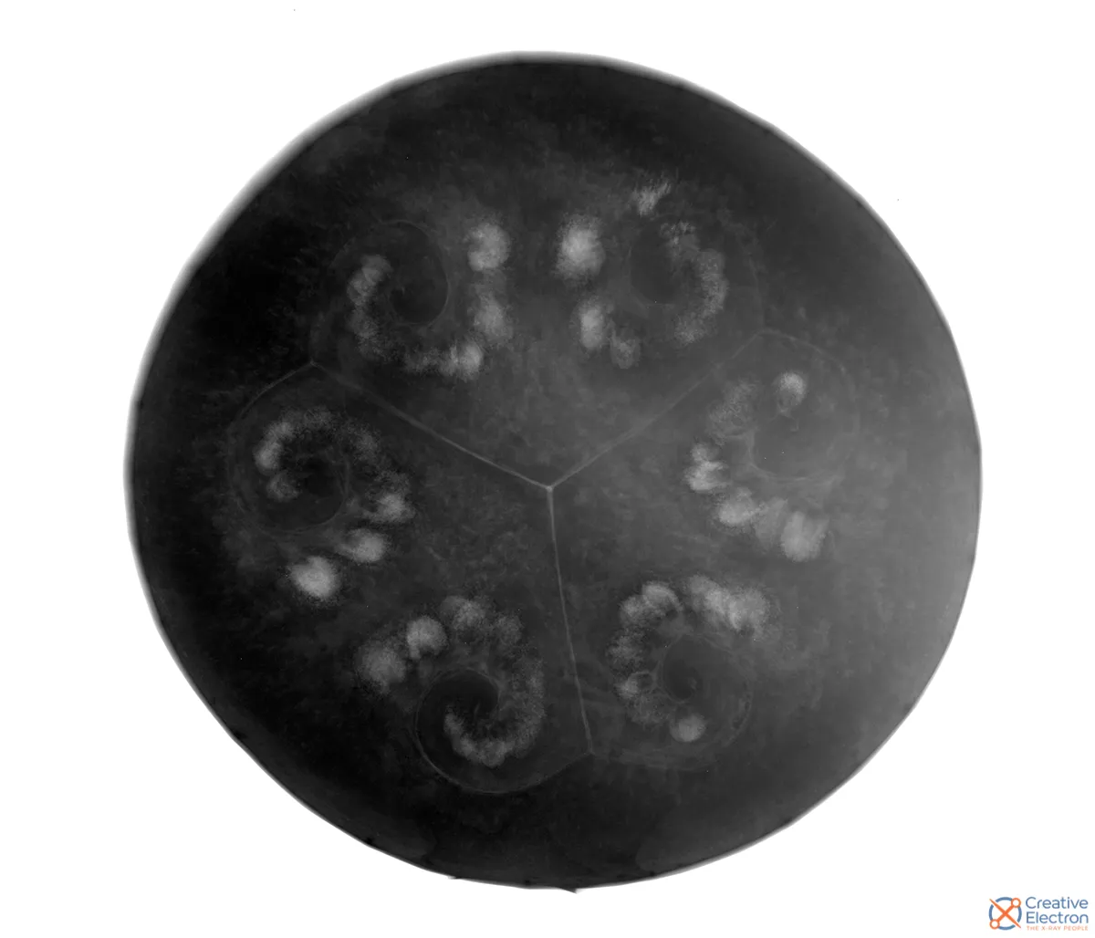 Watermelon_Xray_Inspection